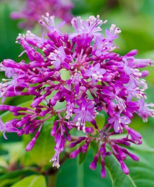 Tree Fuchsia arborescens