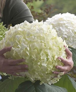 Tree Hydrangea Incrediball