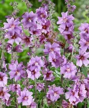 Tree Mallow Lavatera Blue Bird Malva