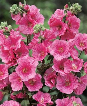 Tree Mallow Lavatera Burgundy Wine