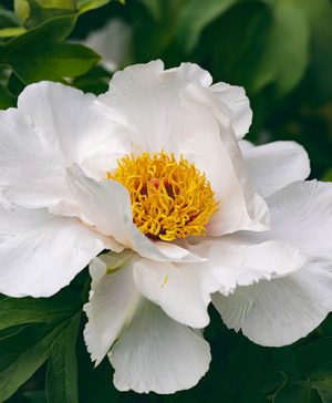Tree Peony Bai Yu