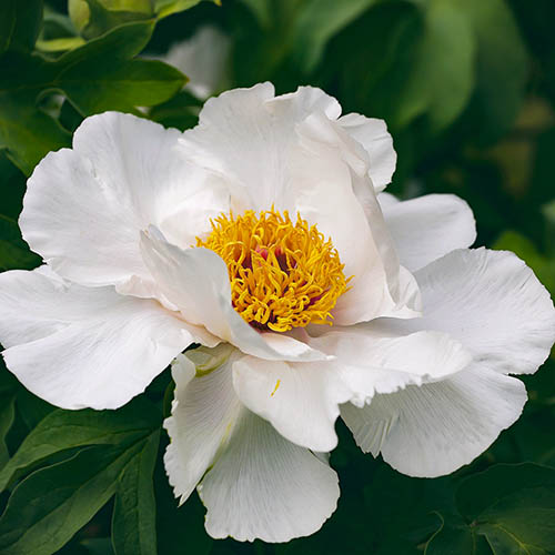Tree Peony Bai Yu