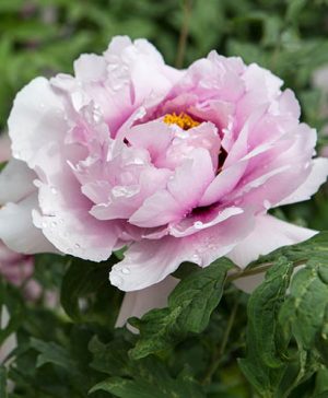 Tree Peony Ru Fu Rong