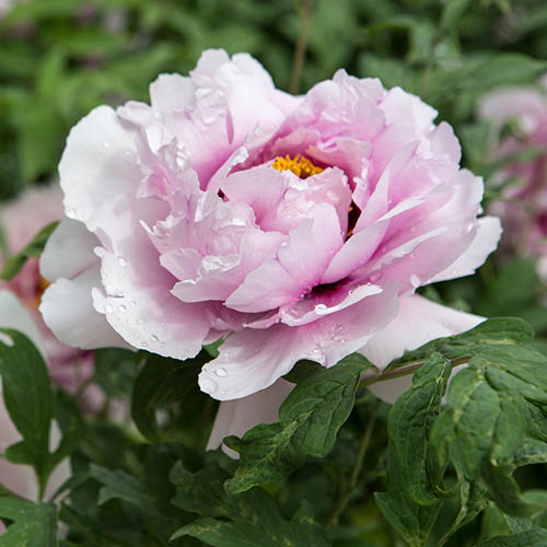 Tree Peony Ru Fu Rong