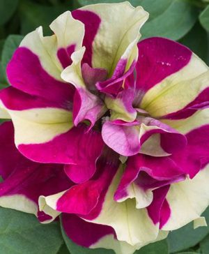 Tumbelina Petunia Crazy Ripple