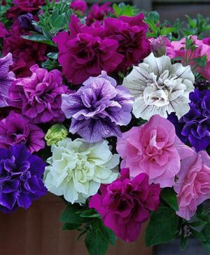 Tumbelina Petunia Most Fragrant Ever Collection