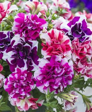 Tumbelina Ruffles Collection