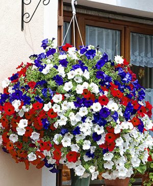 Union Jack Pre-Planted Basket
