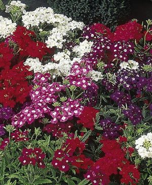 Verbena Quartz F1 Mix