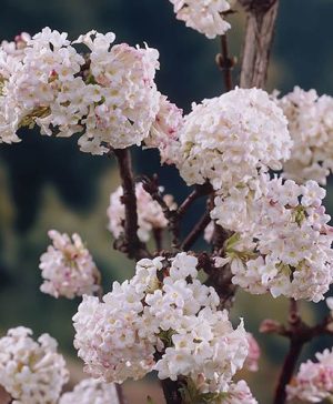 Viburnum bodnantense Charles Lamont