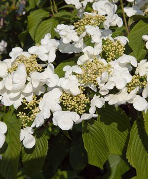Viburnum plicatum Kilimandjaro Sunrise