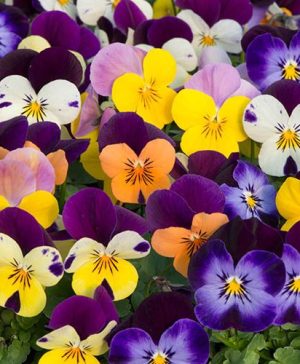 Viola Sorbet Jump Up Mix