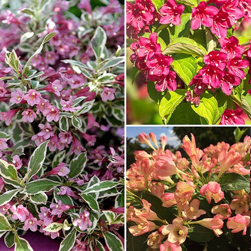 Weigela All Summer Collection