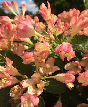 Weigela All Summer Peach