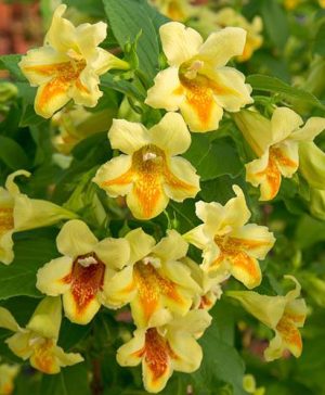 Weigela middendorffiana Mango in a 3L Pot