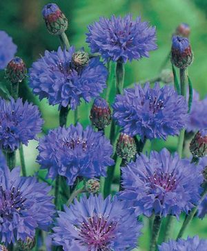 Wildflower Cornflower Centaurea cyanus Blue Ball Seeds