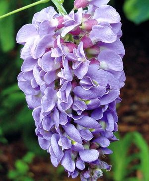 Wisteria Amethyst Falls