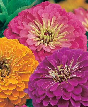 Zinnia Jazz Seeds