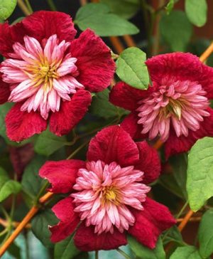 Clematis Avant Garde