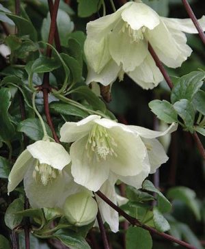 Clematis cirrhosa Wisley Cream