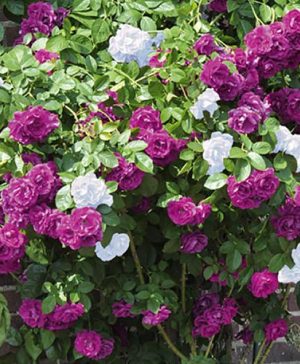 Duo Climbing Rose Mystery Wonder