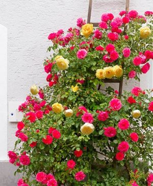 Duo Climbing Rose Spanish Flag