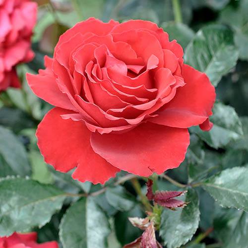 Patio Rose Carris
