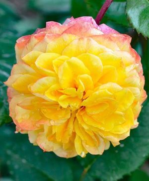 Rose Georges Denjean