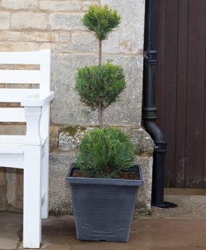 3 Ball Topiary Cupressus - Emerald Cedar