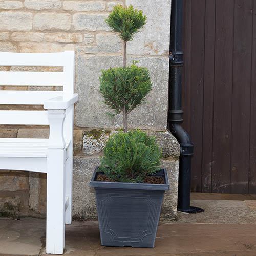 3 Ball Topiary Cupressus - Emerald Cedar