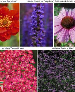 Garden 30 Perfect for Pollinators Perennial Collection Thompson & Morgan