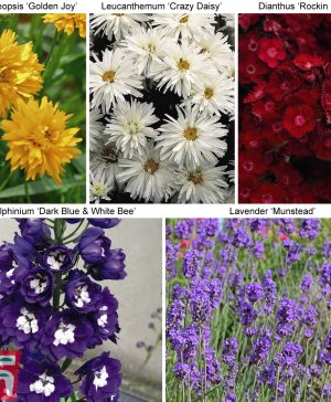 Garden 30 Sumptuous Sun Loving Perennials Thompson & Morgan