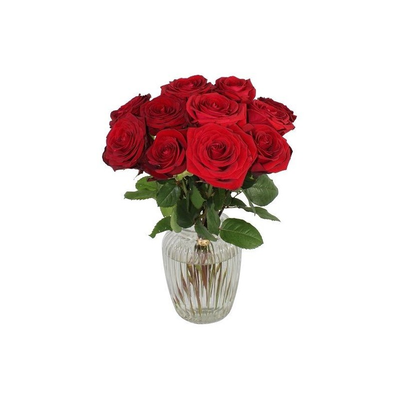 Garden A Dozen Red Roses Flowers & Plants Co.