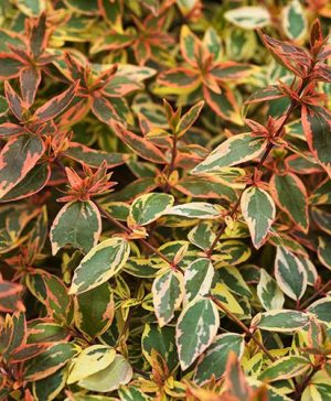 Abelia grandiflora Tricolour Charm (R)