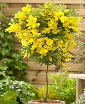 Acacia Mimosa Standard