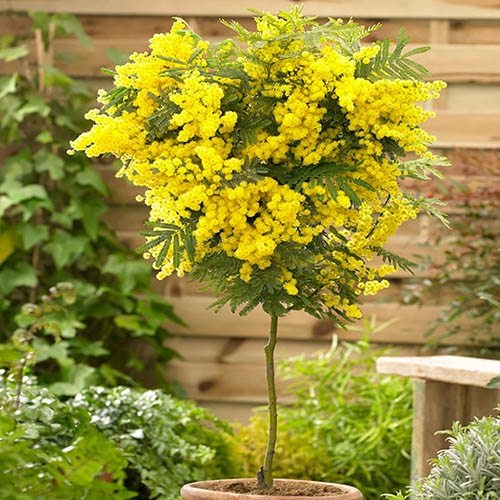 Acacia Mimosa Standard