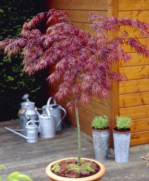 Acer Crimson Queen Standard