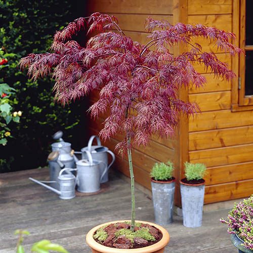 Acer Crimson Queen Standard