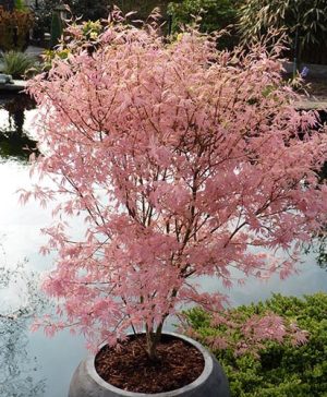 Acer Palmatum Taylor