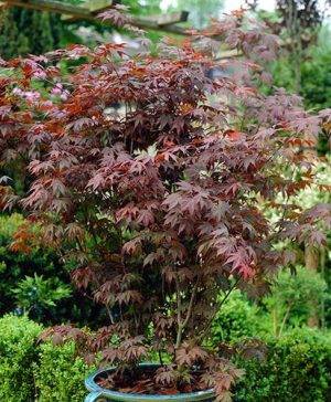 Acer palmatum Atropurpureum