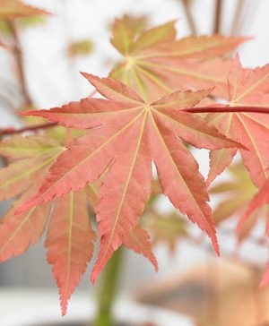 Acer palmatum Brown Sugar