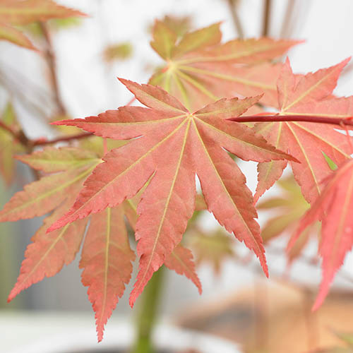 Acer palmatum Brown Sugar