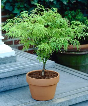 Acer palmatum Dissectum