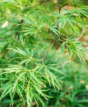Acer palmatum Dissectum Emerald Lace Japanese Maple
