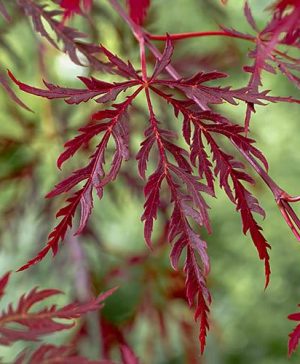Acer palmatum Garnet