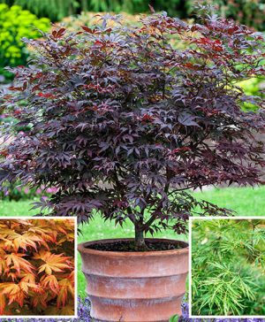 Acer palmatum Japanese Maples Set of 3