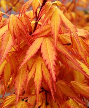 Acer palmatum Katsura