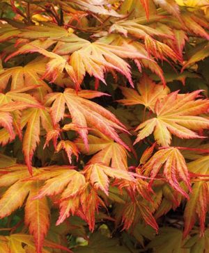 Acer palmatum Orange Dream