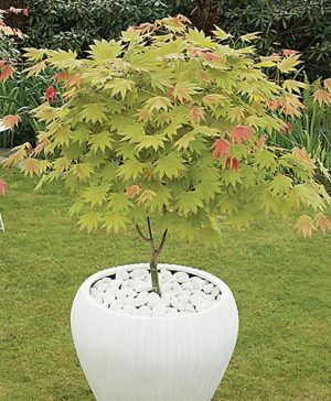 Acer shirasawanum Moonrise