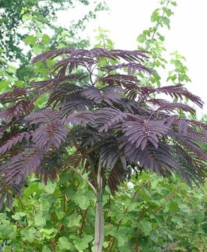 Albizia Julibrissin Summer Chocolate Purple Silk Tree